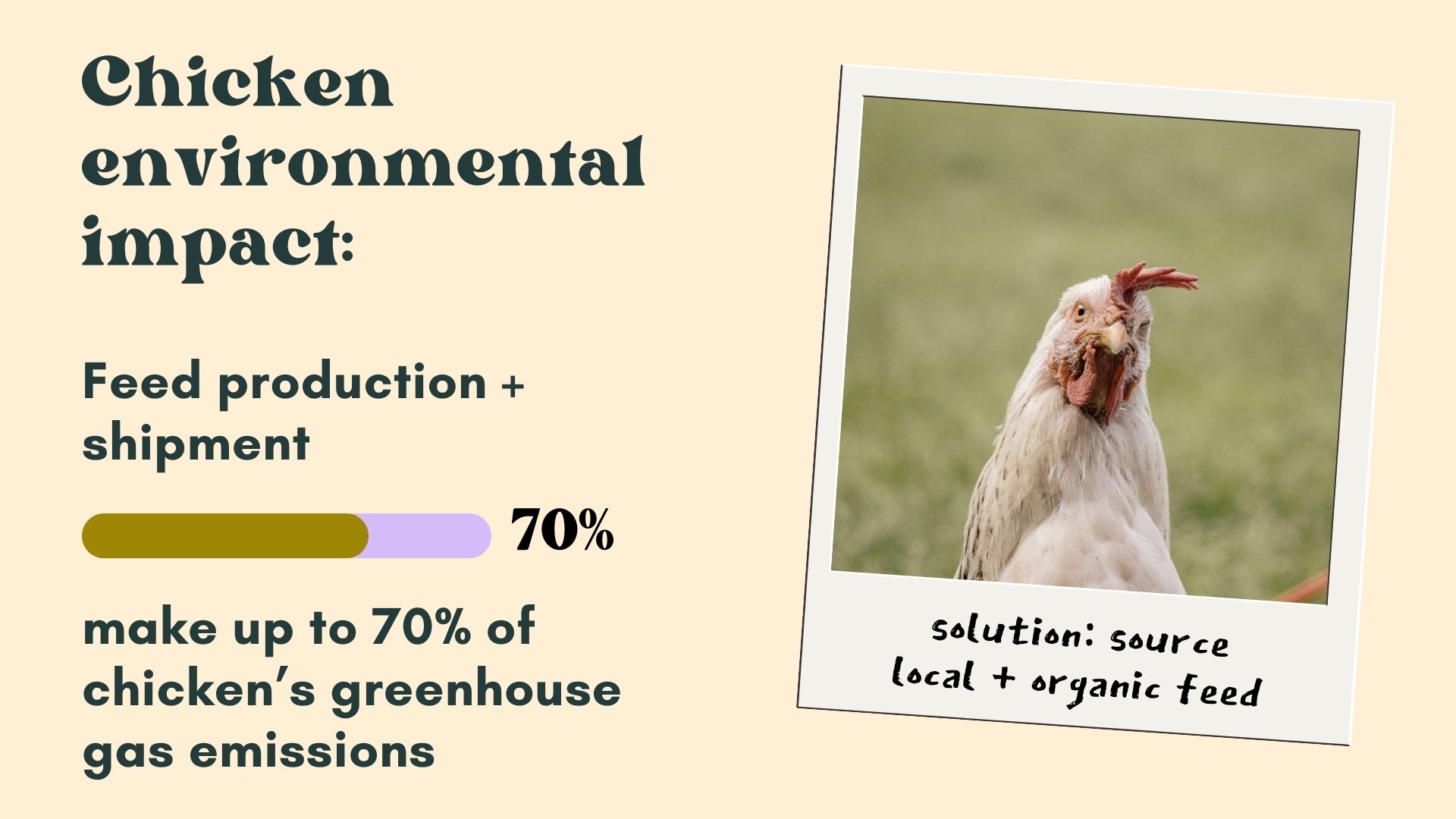 Raising chickens (the sustainable way)
